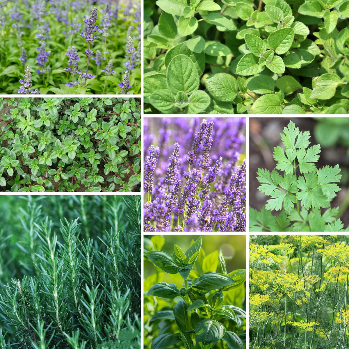 Groundio outdoor herb garden plot ideal for sunny balconies and patios