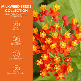 Groundio pink swamp milkweed seeds pack ideal for peaceful borders and butterfly habitat