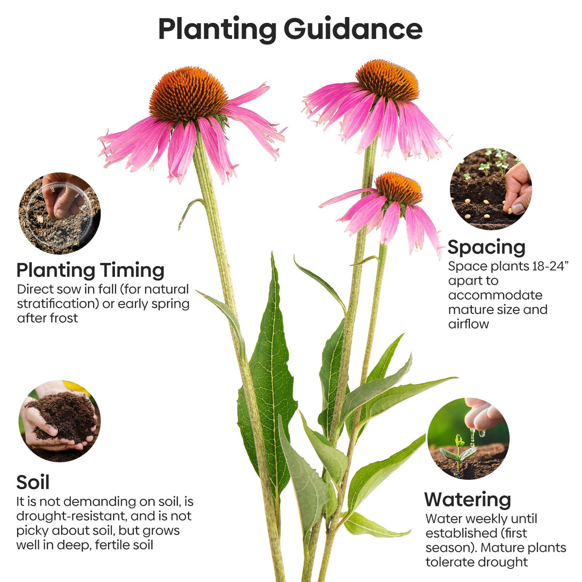 Groundio Purple Coneflower bloom close-up highlights vibrant petals and nectar-rich centers.