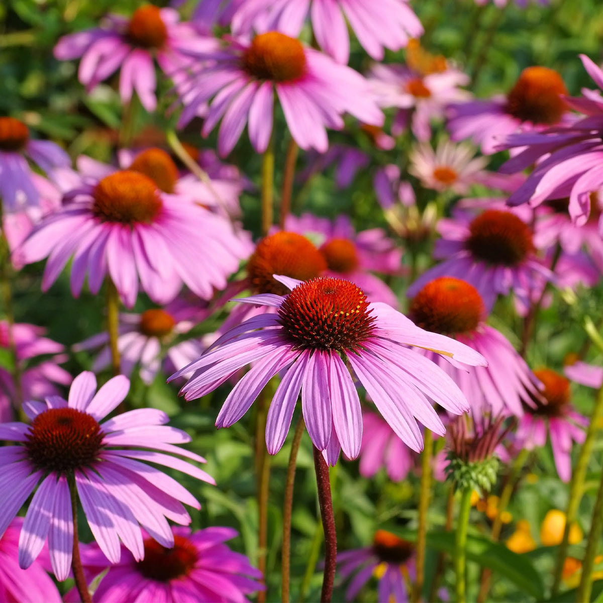 Groundio Purple Coneflower Seeds in a resealable bag for easy sowing.