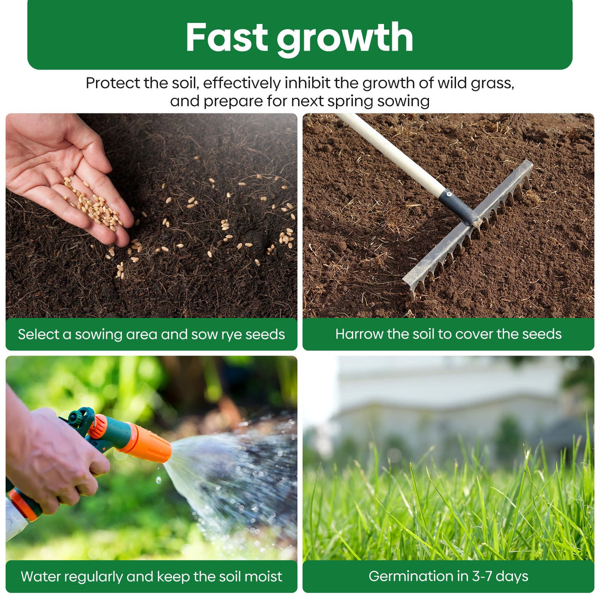 Groundio rye seeds improving soil structure and drainage
