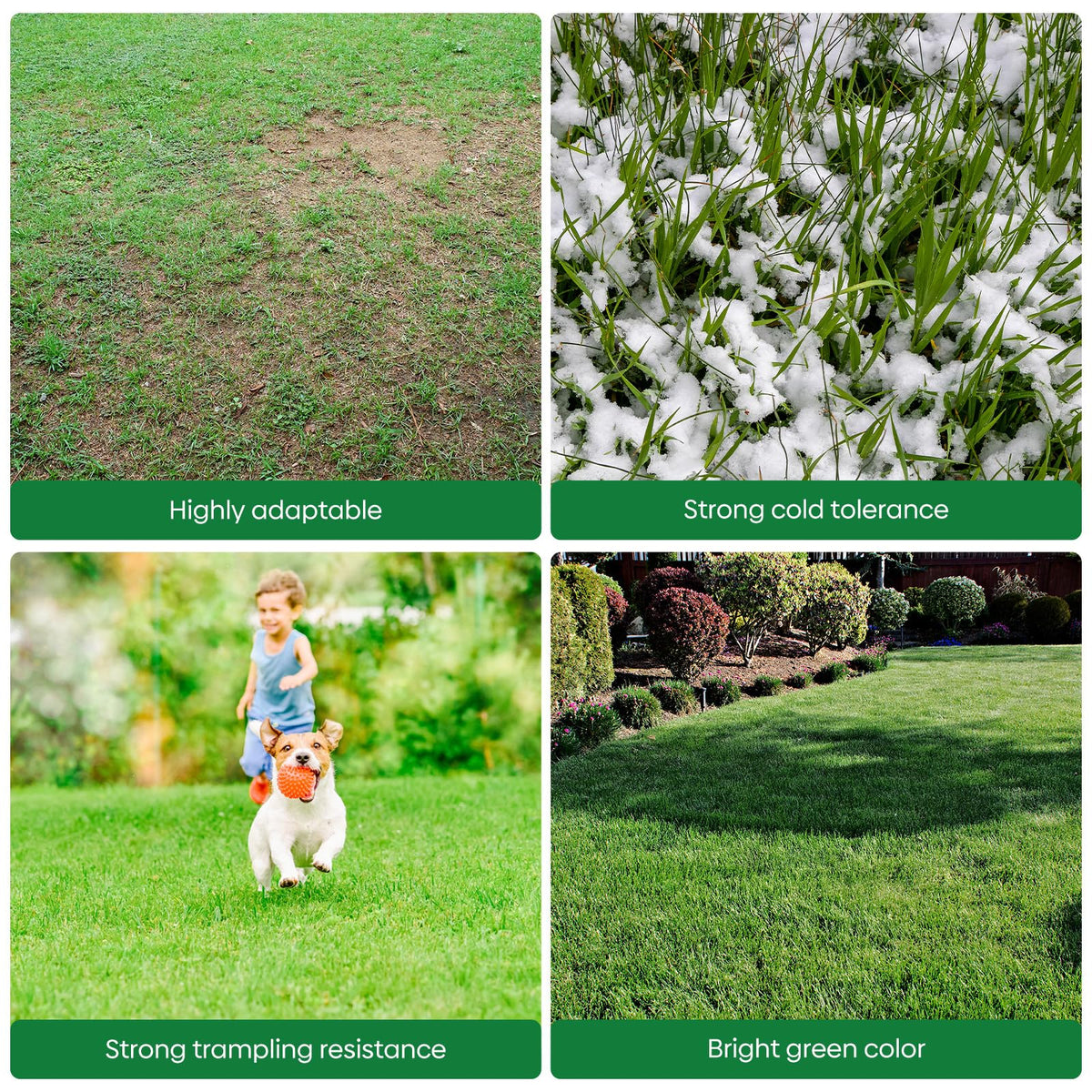 Groundio rye seeds suppressing weeds and preparing soil for next season