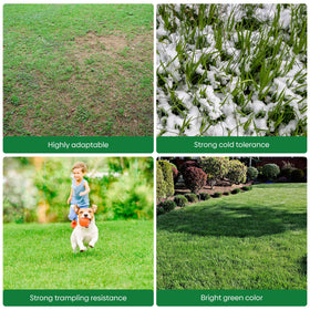 Groundio rye seeds suppressing weeds and preparing soil for next season