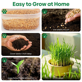 Groundio spread seeds on soil surface for even germination during indoor planting