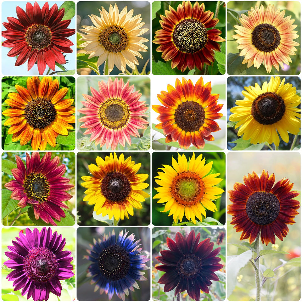 Groundio sunflower seeds rainbow blooms in a packet, perfect for pollinator-friendly gardens.
