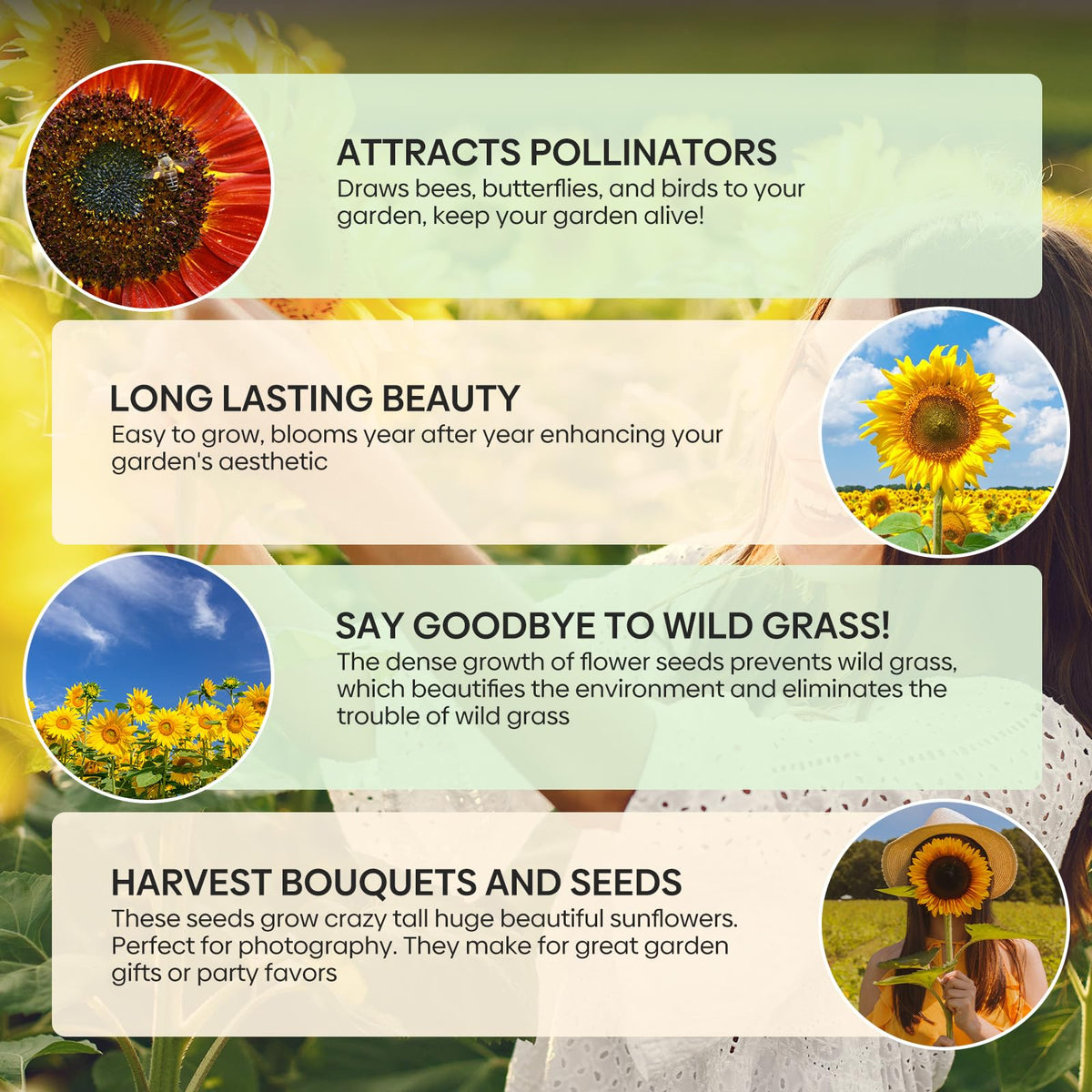 Groundio sunflowers yielding plump edible seeds suitable for roasting.