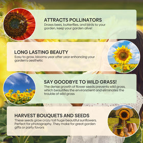 Groundio sunflowers yielding plump edible seeds suitable for roasting.