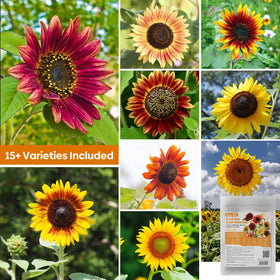 Groundio sunflowers reaching 3 to 6 feet for a bold garden backdrop.