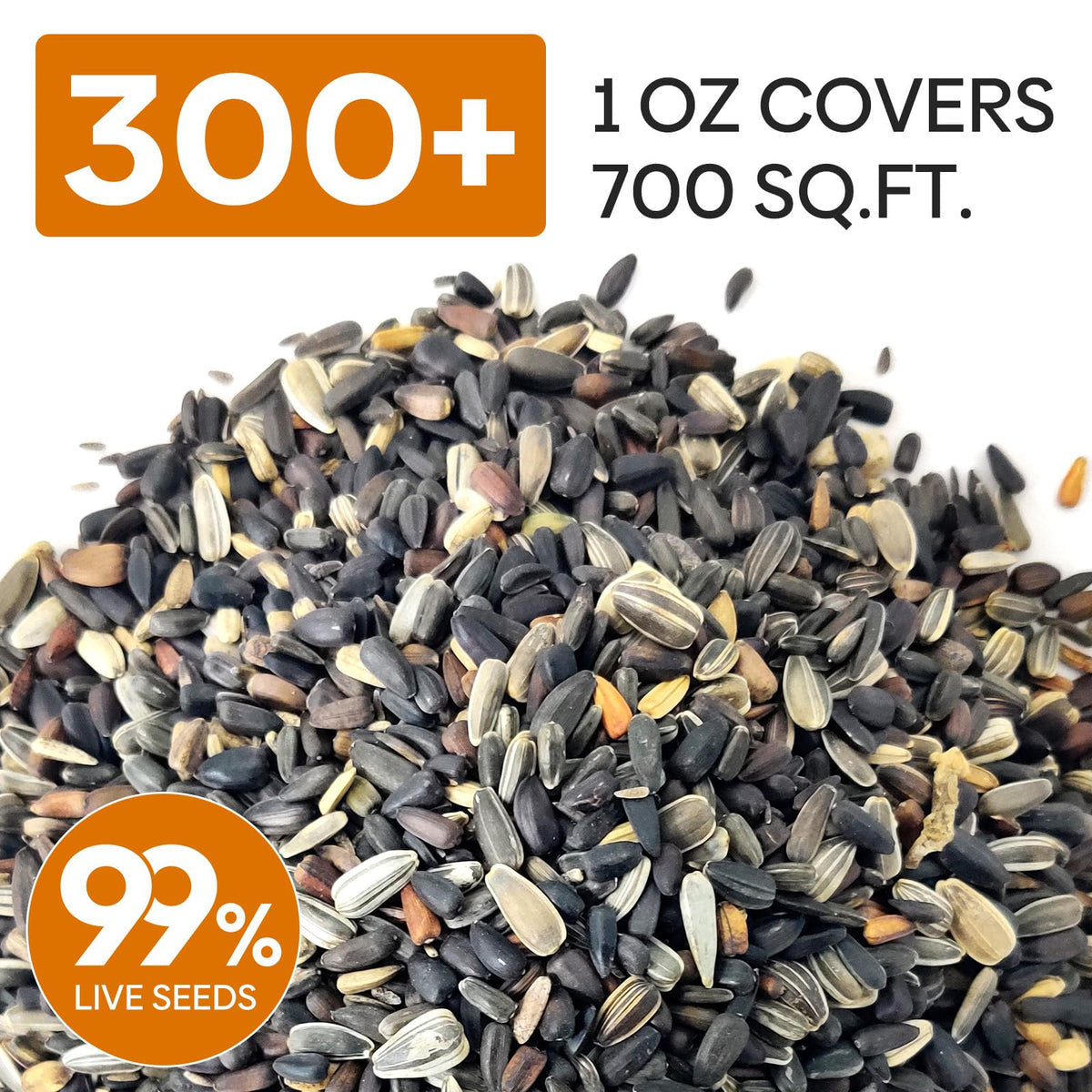 Groundio sunflower seeds thriving with ample sun, ideal for yards and balconies.