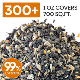 Groundio sunflower seeds thriving with ample sun, ideal for yards and balconies.