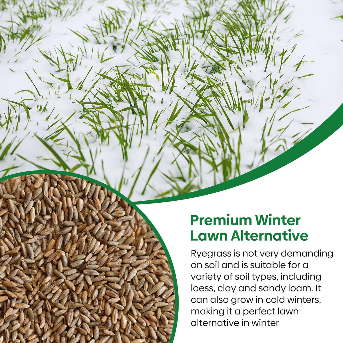 Groundio USA-grown rye seeds with reliable germination