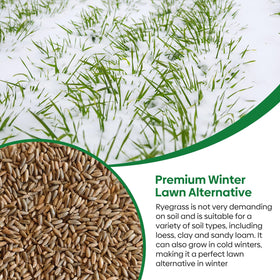 Groundio USA-grown rye seeds with reliable germination