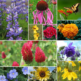Groundio mix attracts pollinators like bees and butterflies, supporting a lively garden.