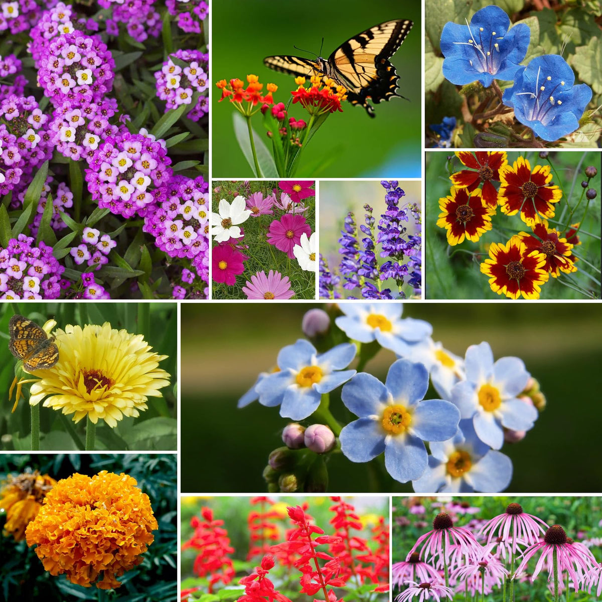 Groundio planting guide helps spring or fall sowing for best results.