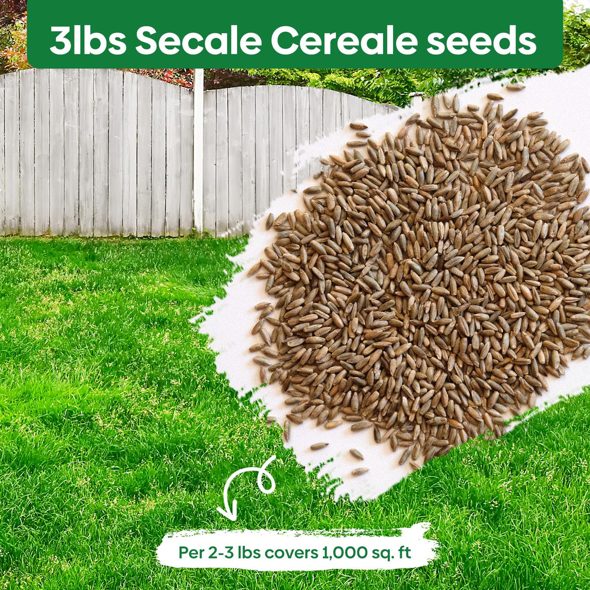 Groundio rye seeds germinating quickly to speed lawn establishment