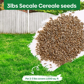 Groundio rye seeds germinating quickly to speed lawn establishment