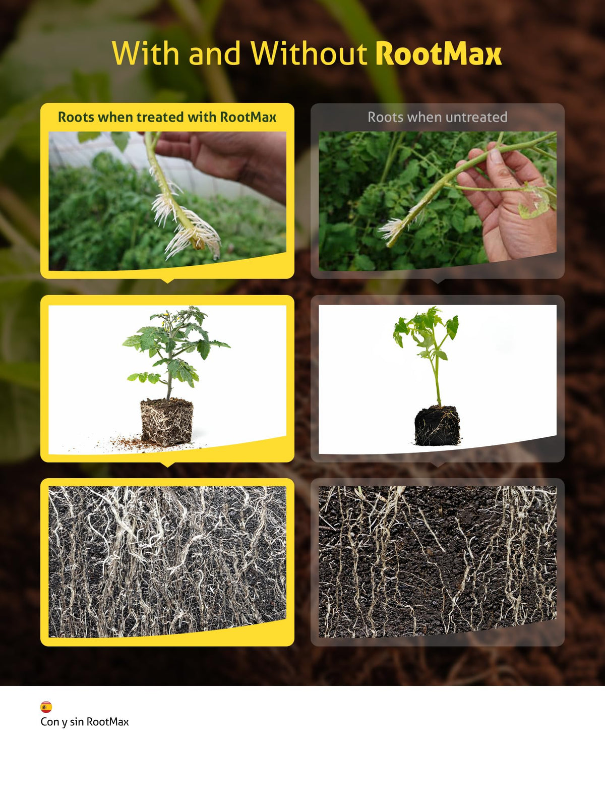 Grow Mate RootMax being used to dip cuttings for stronger start.