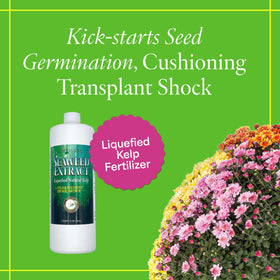 Grow More 1-quart seaweed fertilizer bottle for easy soil or foliar use.