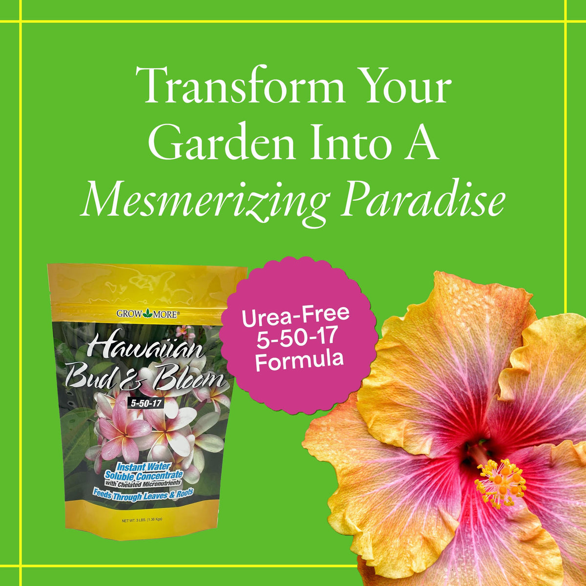 Grow More Hawaiian Bud and Bloom dissolving in water for even distribution.
