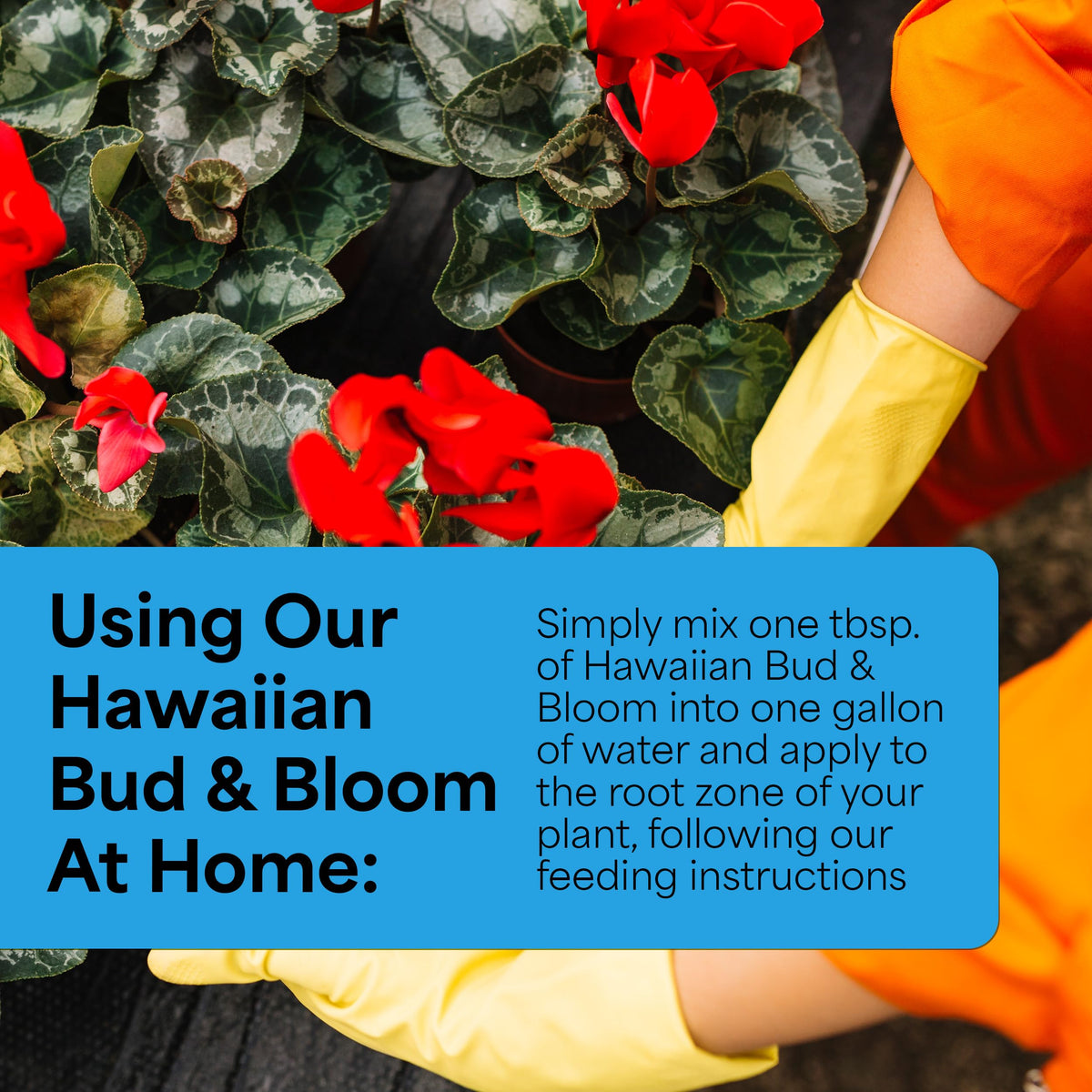 Grow More Hawaiian Bud and Bloom measuring cup enables accurate mixing.
