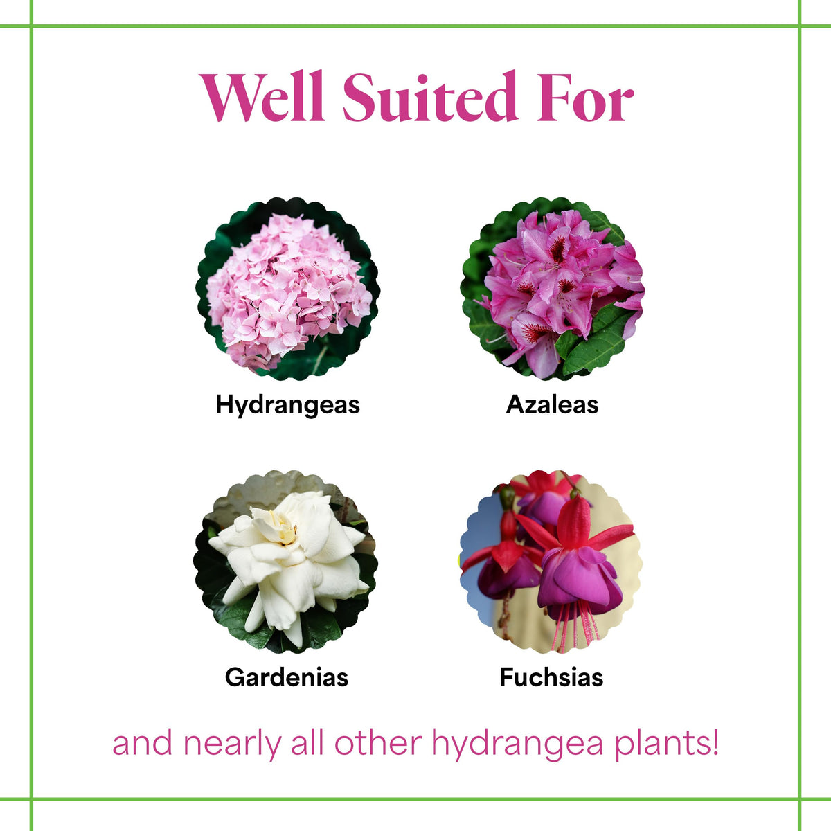 Grow More Hydrangea Blueing Formula supports soil acidification for color change and vigor.