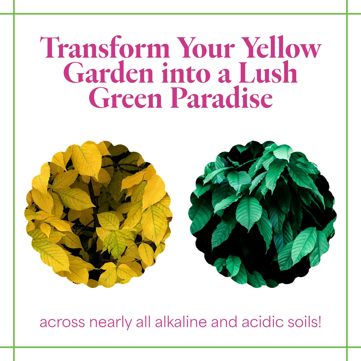Grow More iron chelate foliar application on foliage boosts uptake.