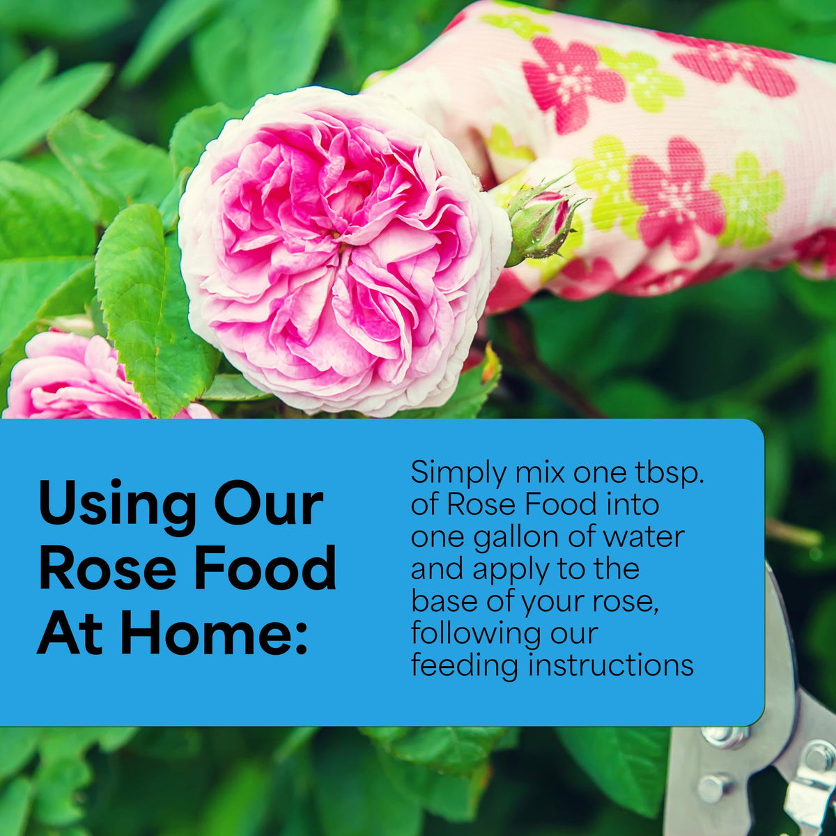 Grow More Magnum Rose Fertilizer promotes rose blooms with richer petals.