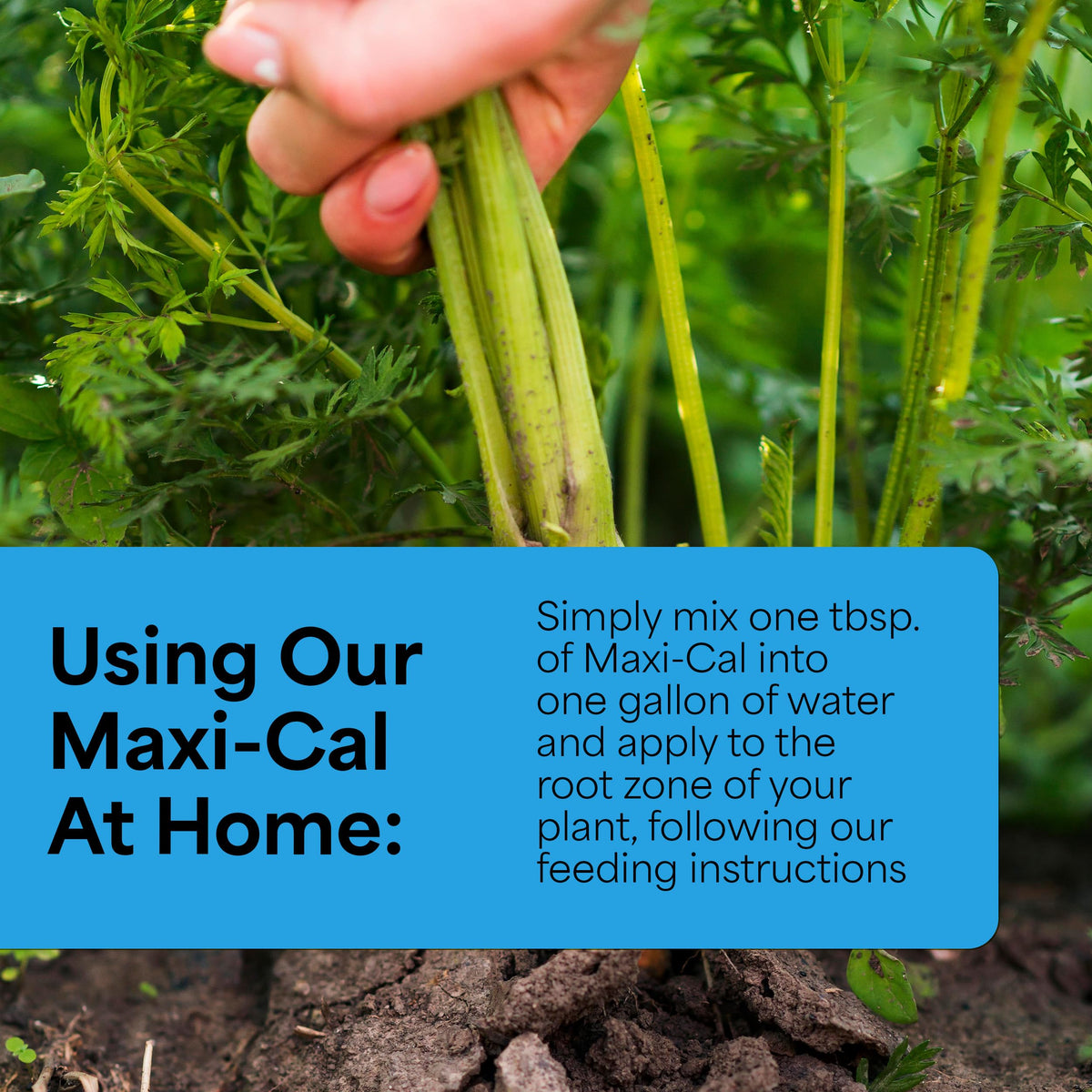 Grow More Maxi-Cal applied to apples for improved fruit quality