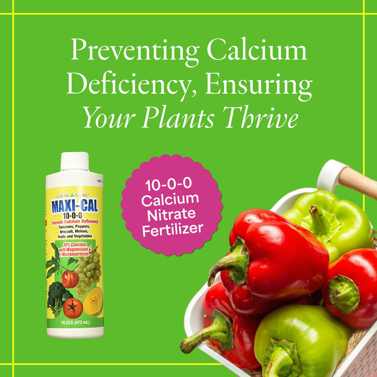 Grow More Maxi-Cal pour spout applying evenly to tomato plants
