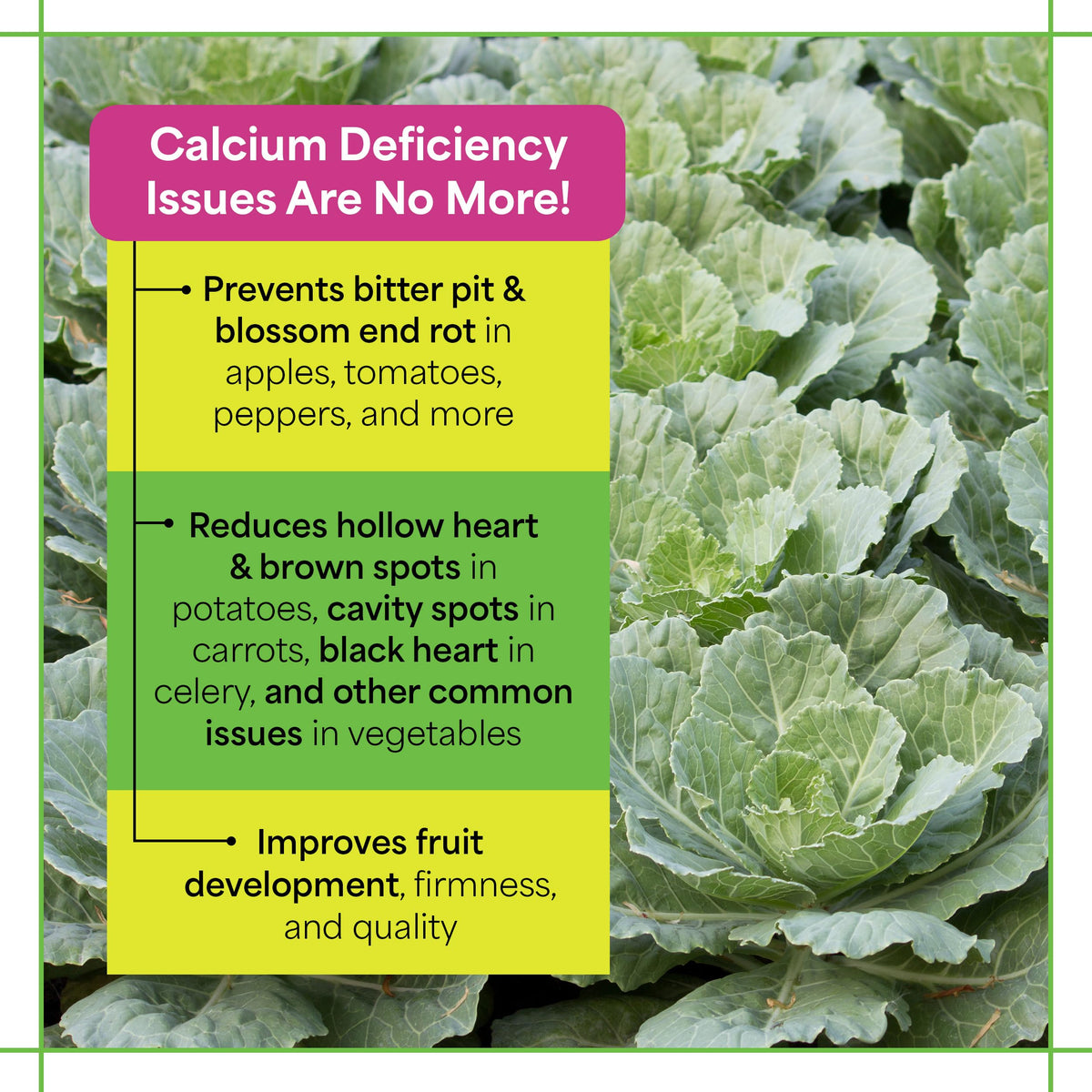 Grow More Maxi-Cal tomato plant showing robust growth and color
