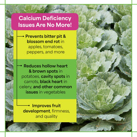 Grow More Maxi-Cal tomato plant showing robust growth and color