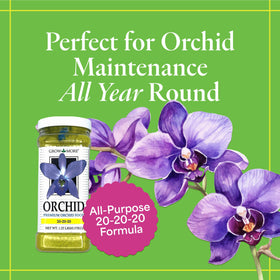 Orchids in bloom benefit from Grow More 20-20-20 fertilizer for steady growth