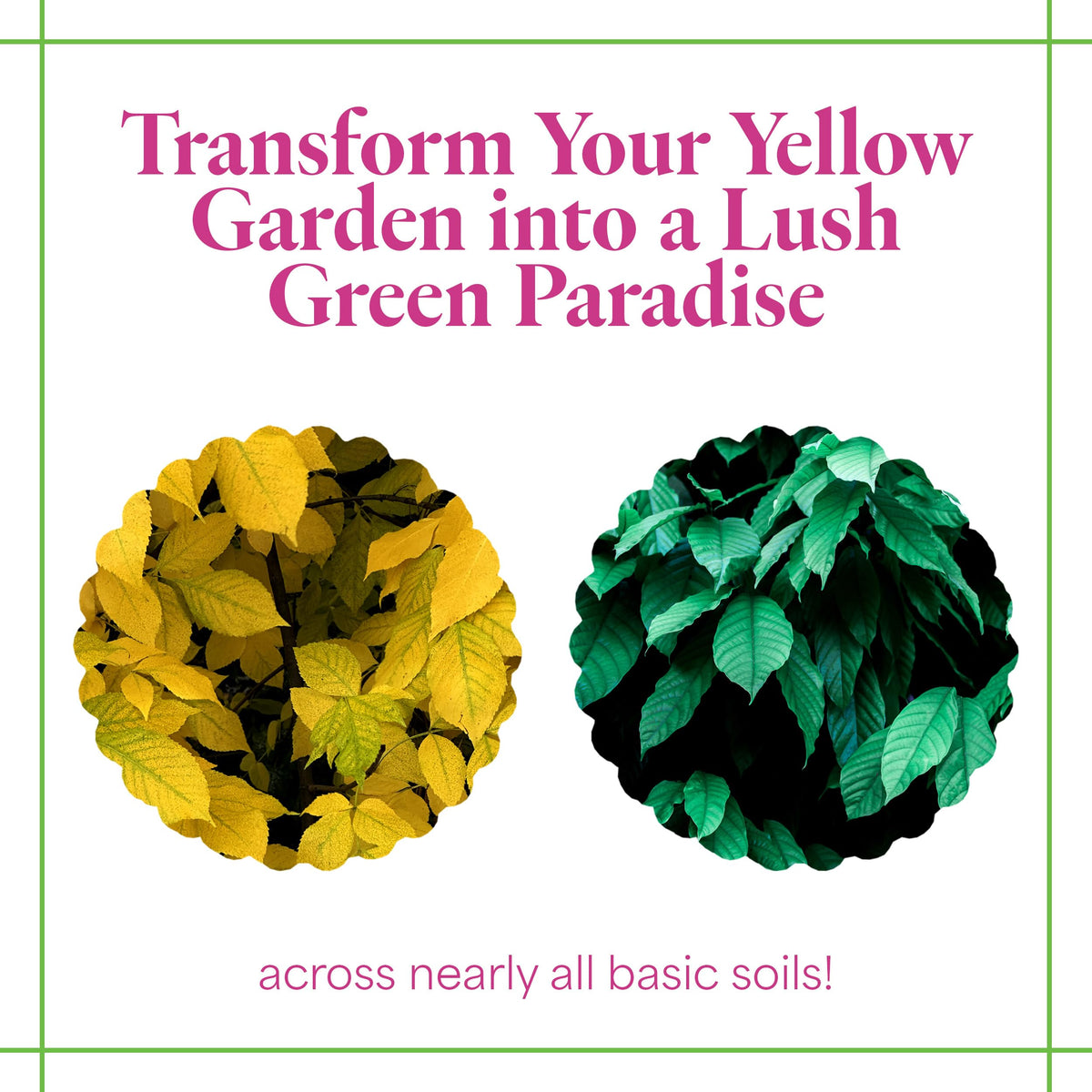 Grow More iron chelate for problematic soils in alkaline conditions.