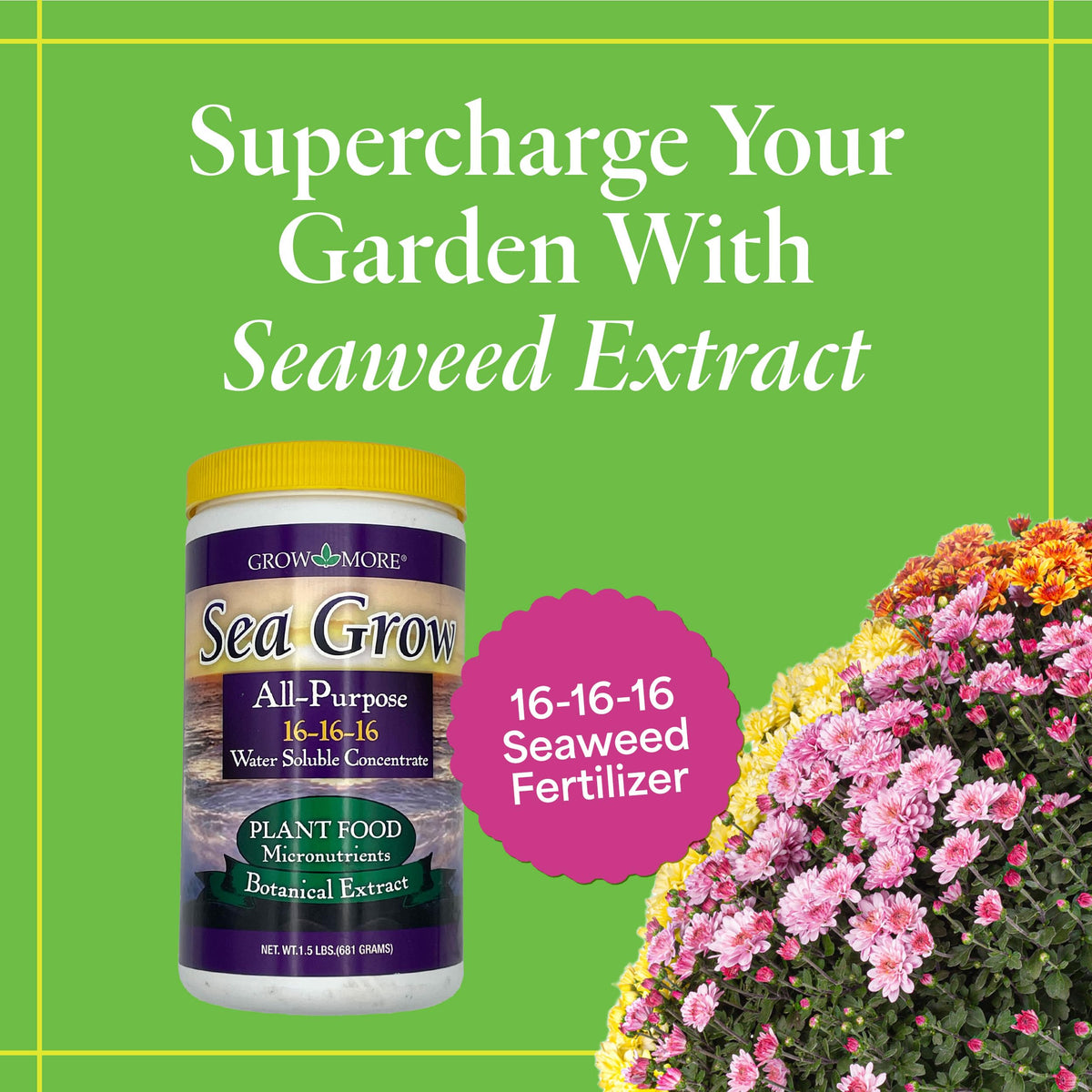 Grow More Sea Grow kelp fertilizer dissolving in water to feed indoor and outdoor plants