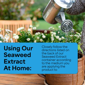 Lush, dark-green leaves thanks to Grow More seaweed fertilizer.