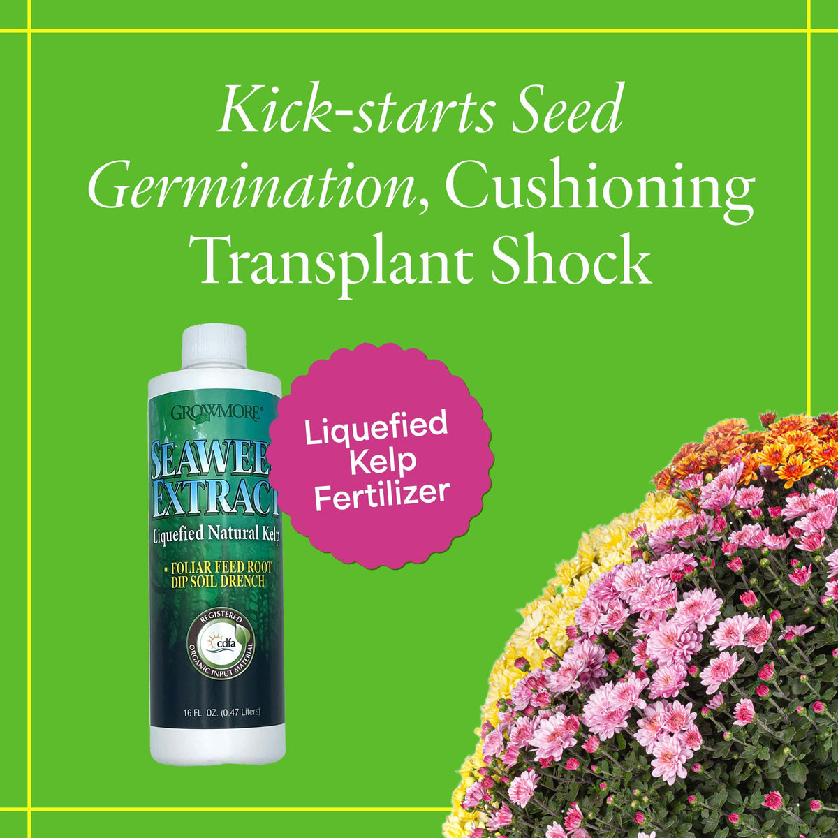 Grow More seaweed fertilizer being poured for soil or foliar feeding.