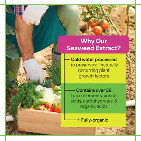 Healthy roots develop after using Grow More seaweed extract.