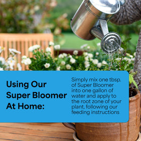 Grow More Super Bloomer soil soak application delivers balanced nutrition to flowering beds.