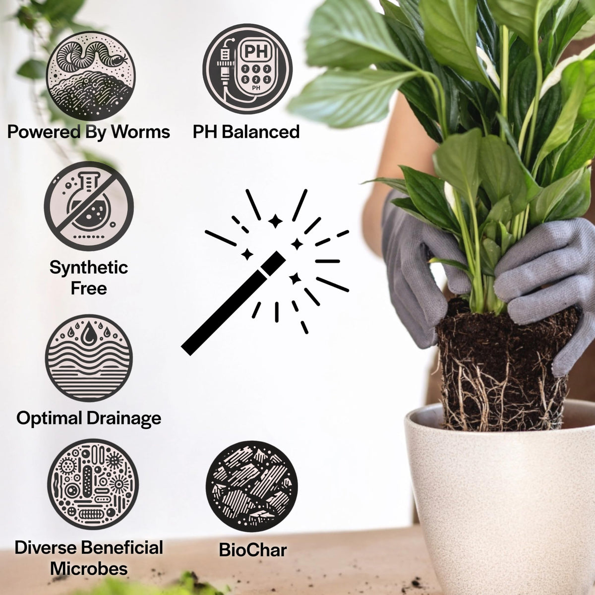 Grow Queen Potting Soil pre-moistened demonstrates ready-to-use convenience and gentle rooting stability