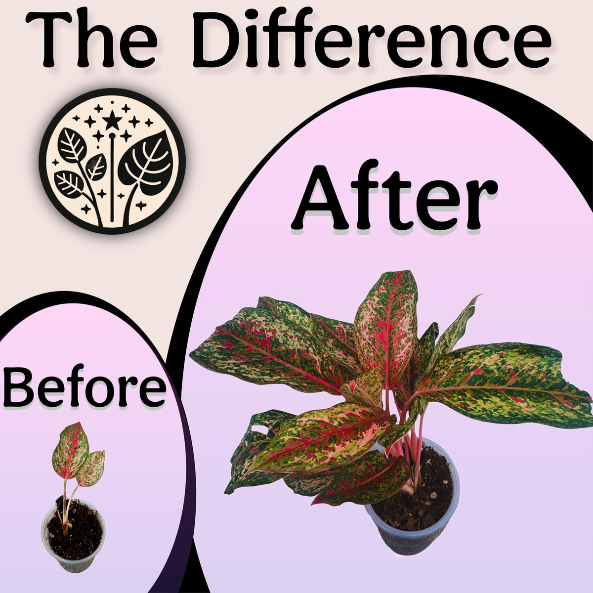 Grow Queen Worm Castings enrich soil with natural nutrients for lush indoor foliage