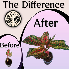 Grow Queen Worm Castings enrich soil with natural nutrients for lush indoor foliage