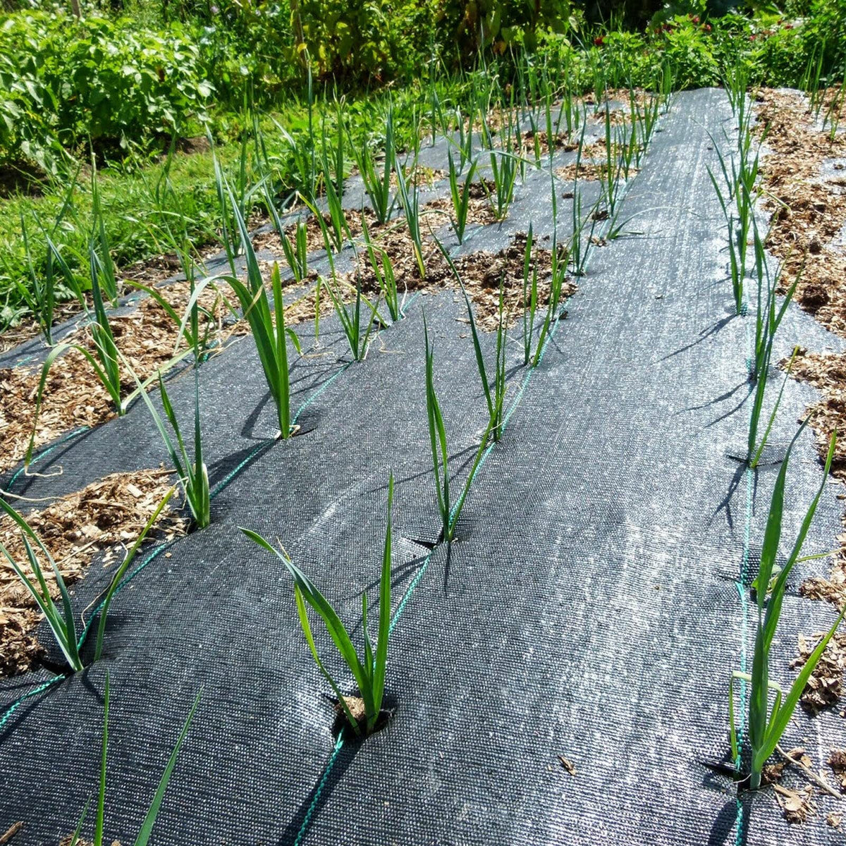Groweco ideal for garden walkways and gravel paths, reducing maintenance effort.