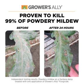 Grower's Ally spray on leaves forms protective barrier for mildew prevention.