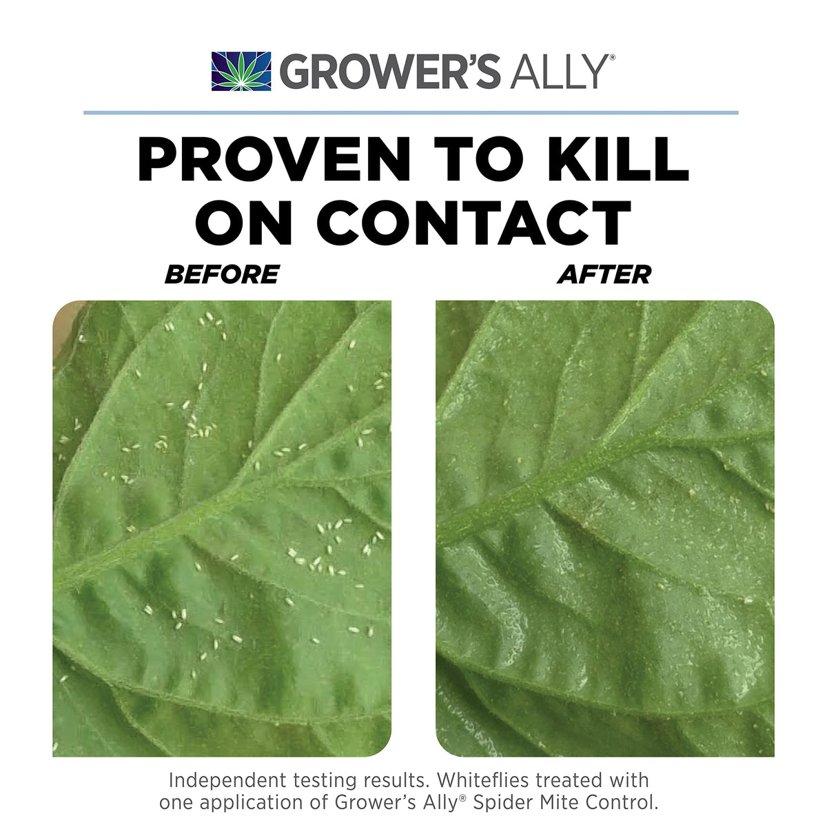 Leaves close-up shows quick contact action against mites with Grower's Ally.