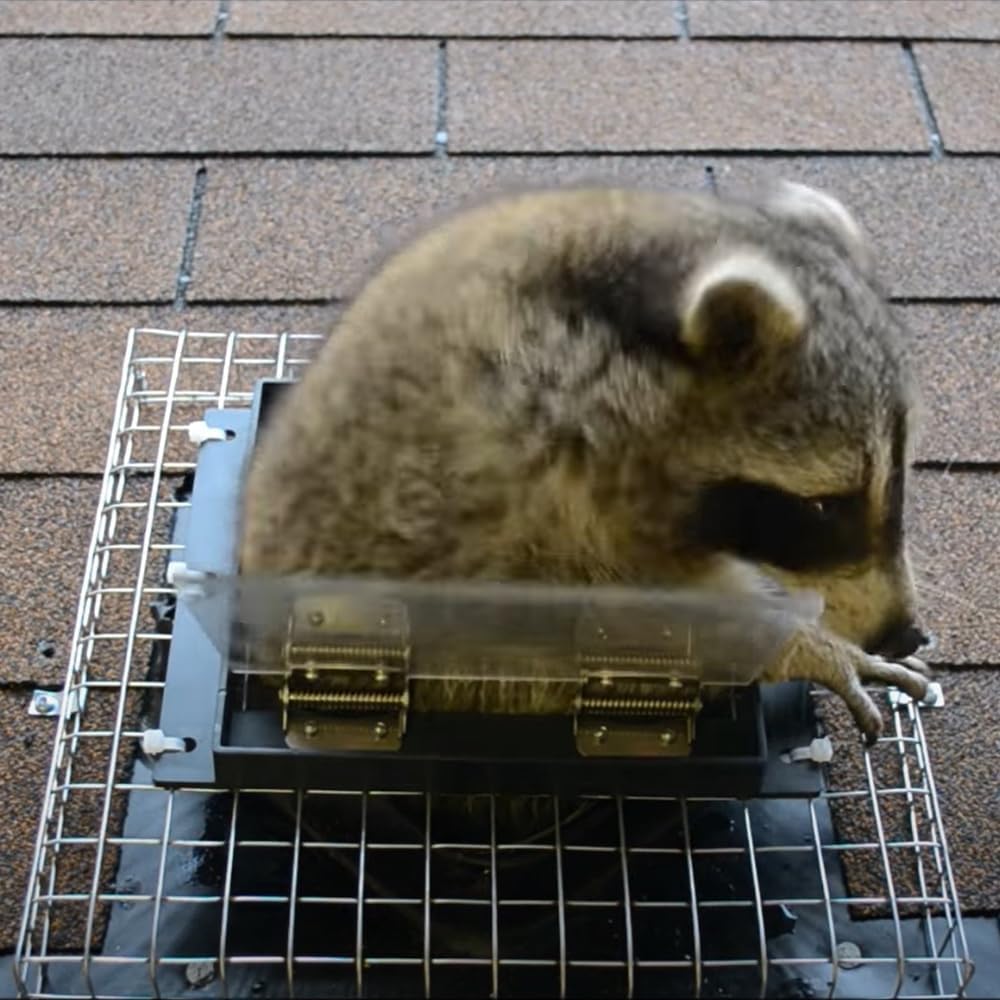GROWLING raccoon door under-deck setup supports humane eviction of intruders.