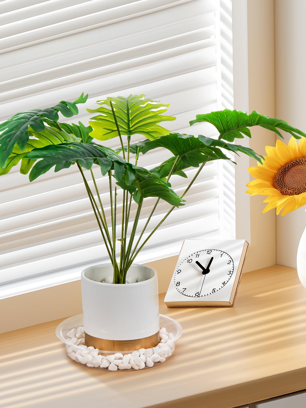 Growneer clear saucers for DIY gardening and decorative display