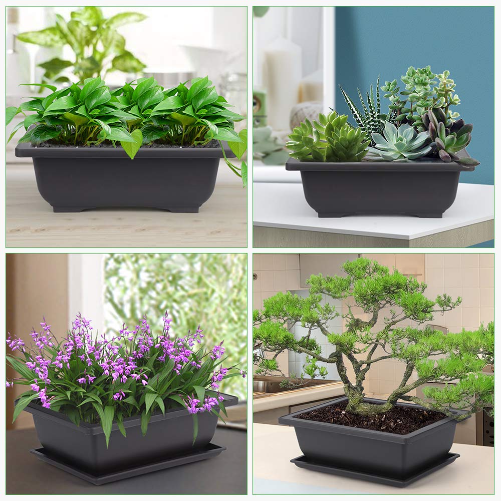 Growneer bonsai set makes an elegant gift for plant lovers
