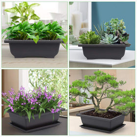 Growneer bonsai set makes an elegant gift for plant lovers