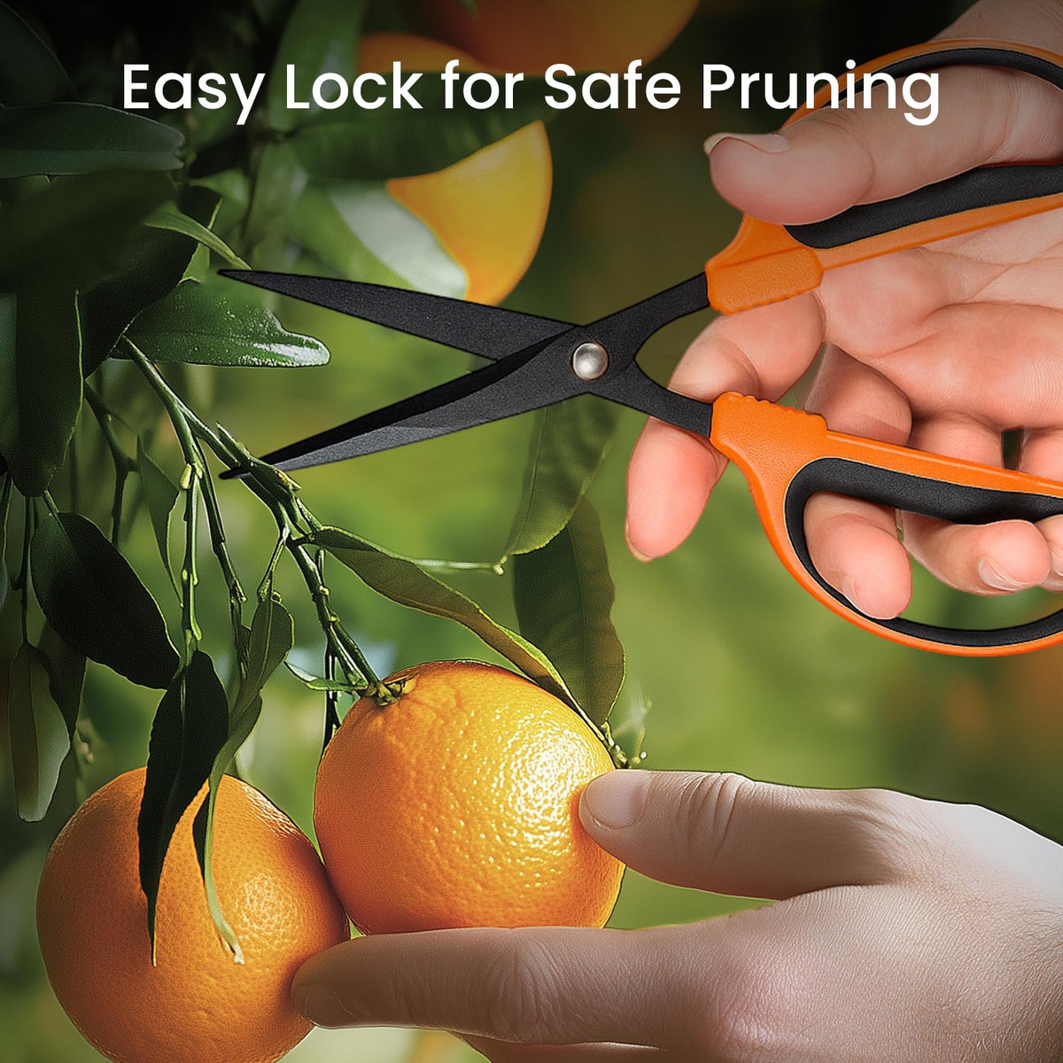 Growneer harvesting vegetables with trimming scissors for tidy prep