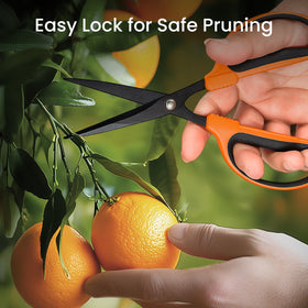 Growneer harvesting vegetables with trimming scissors for tidy prep